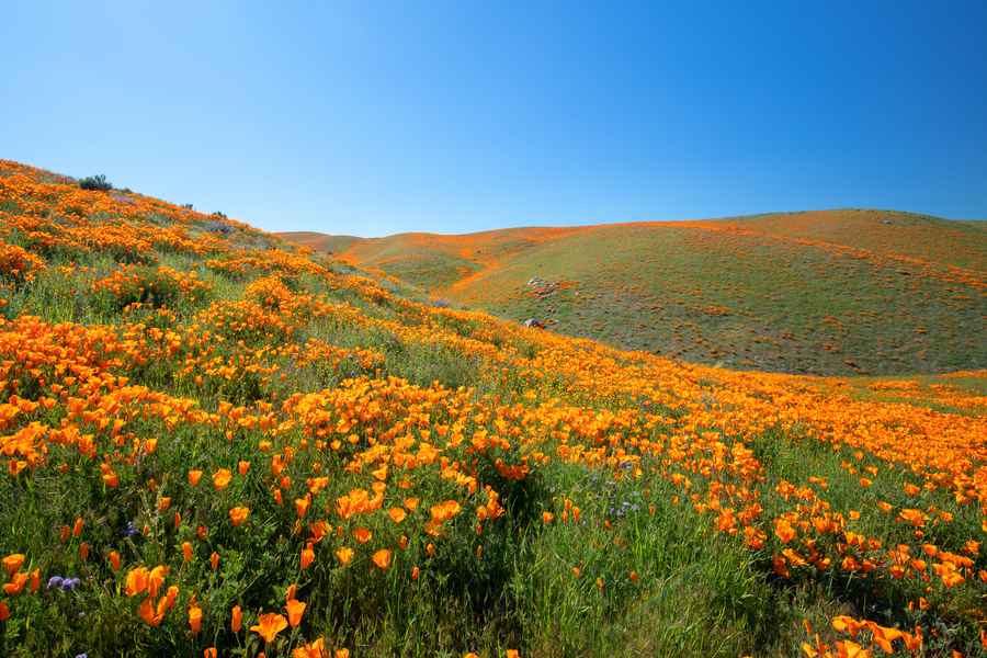 Antelope Valley, California