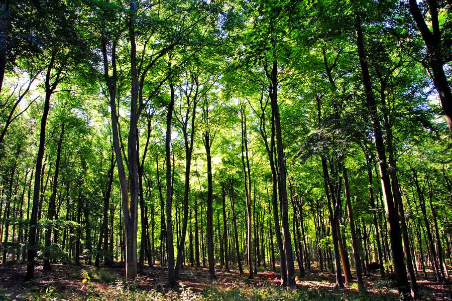 Blackwood Forest, Hampshire