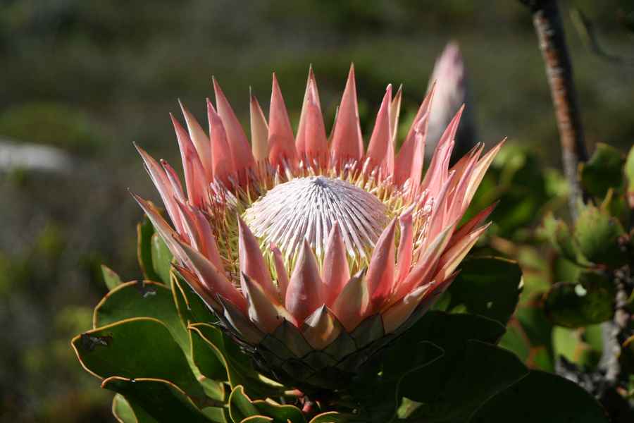 Cape Town, South Africa