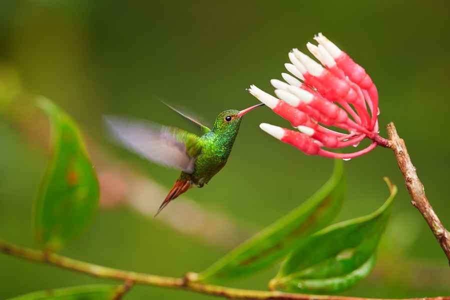 Cloud Forest, Ecuador
