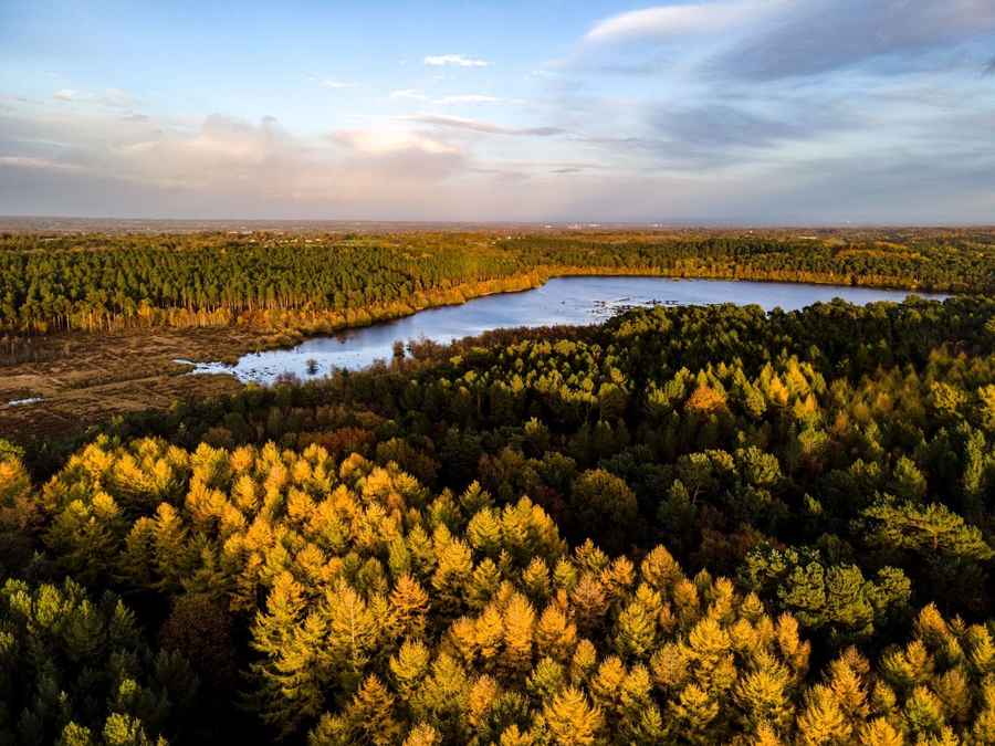 Delamere Forest, Cheshire