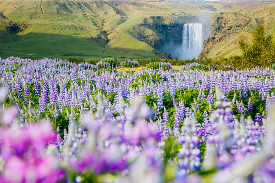 Lupine fields, Iceland