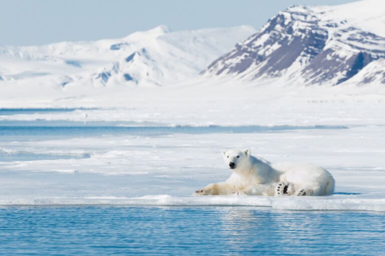 7 reasons to visit Svalbard - the true Arctic!