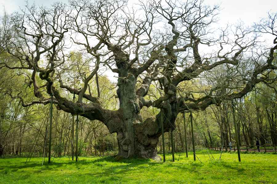 Sherwood Forest, Nottinghamshire