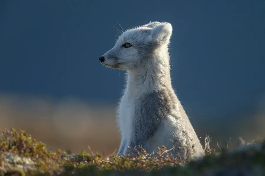 Spot whales, Arctic foxes, caribou, puffins, and more