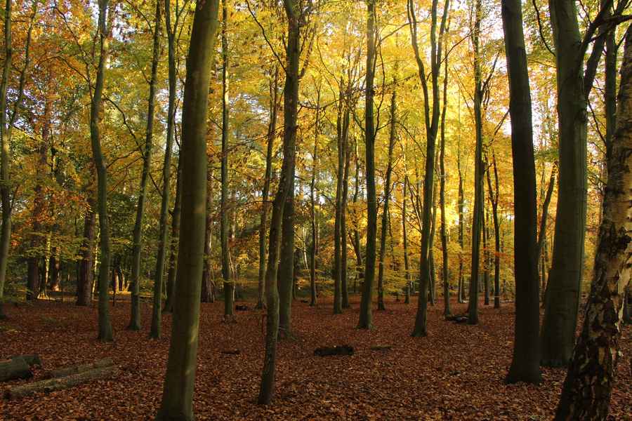 Thorpe Forest, Norfolk