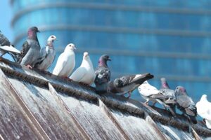 Two Pigeons in a Pub