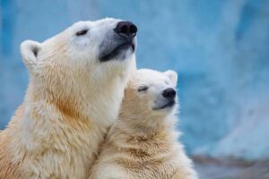 12 unforgettable things to see and do on an Arctic cruise