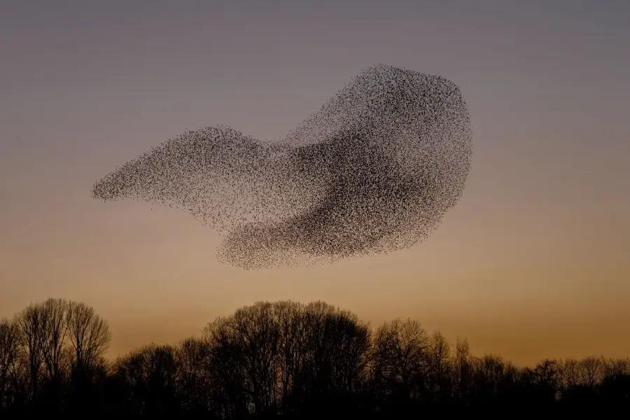 Admire starling murmurations at the Avalon Marshes, England