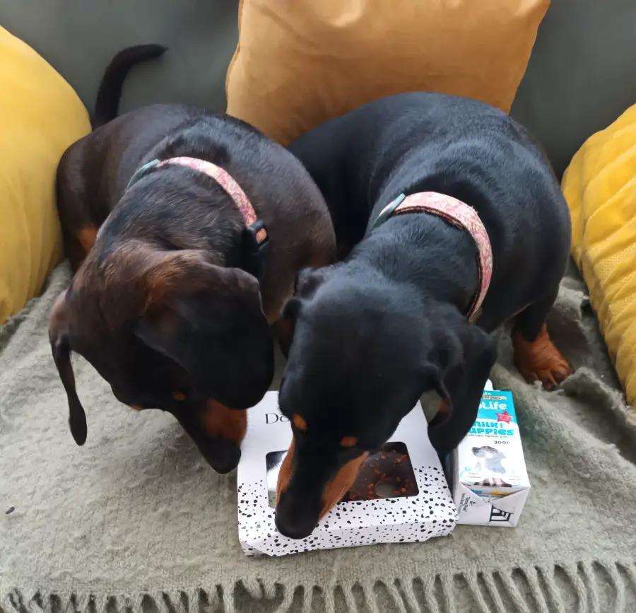 Willow and Bear