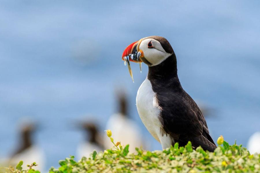 Glimpse the South Stack puffins in Anglesey, Wales