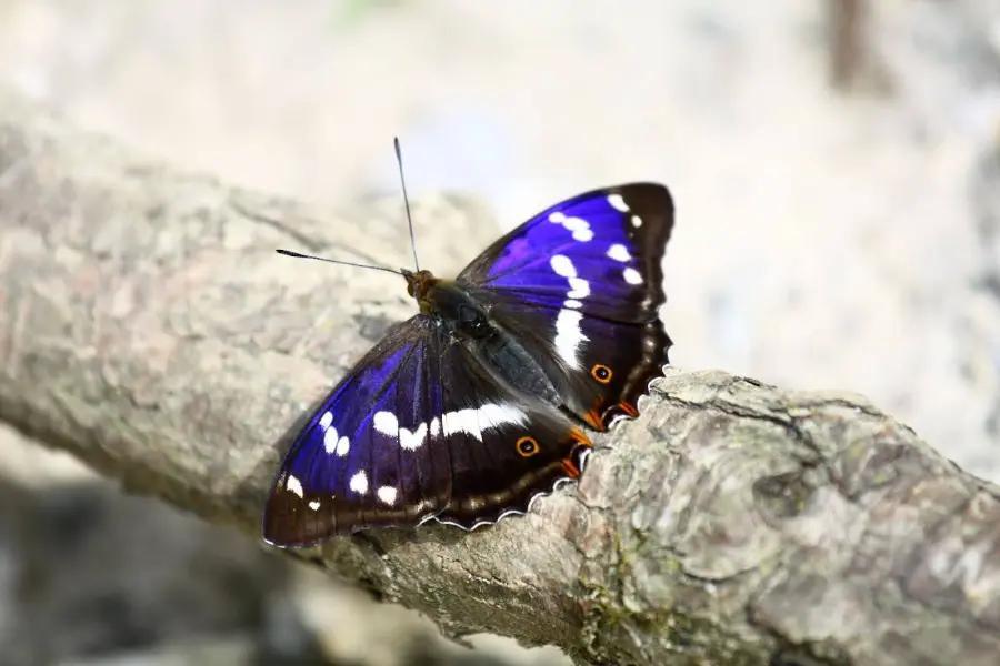 Marvel at purple emperors on Bookham Commons, England