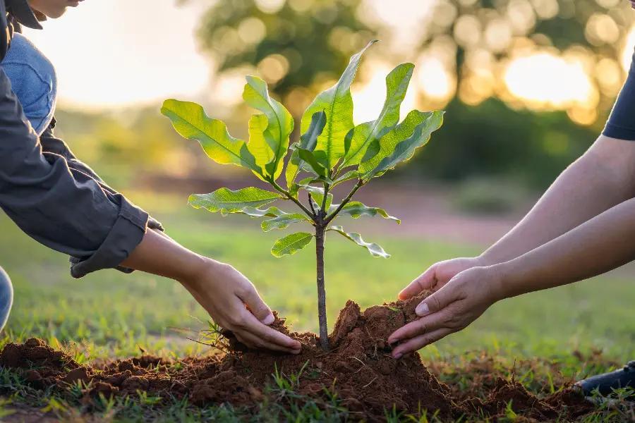 Plant a tree