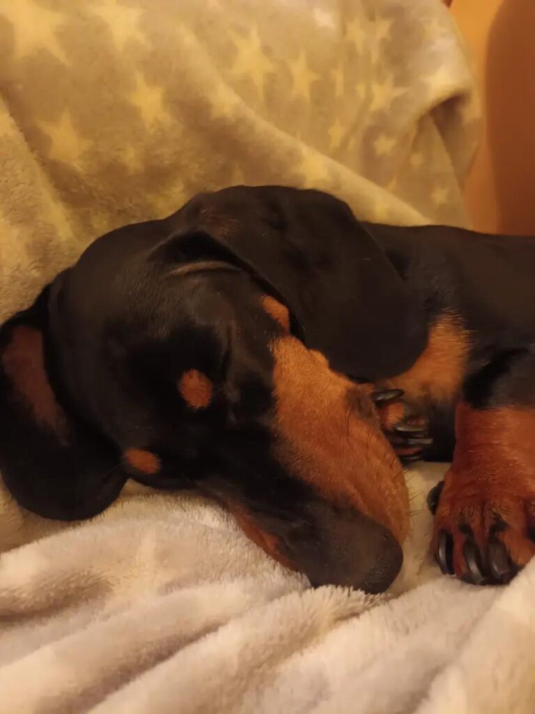 Too many sausages