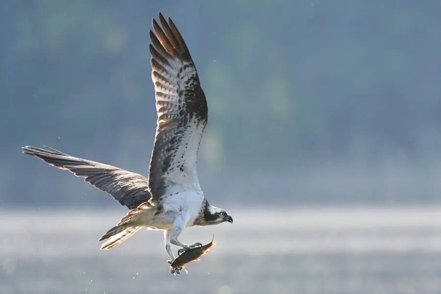 Spot ospreys at Rutland Water, England