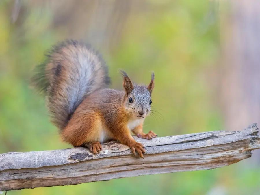 Spy red squirrels at Ledmore and Migdale, Scotland