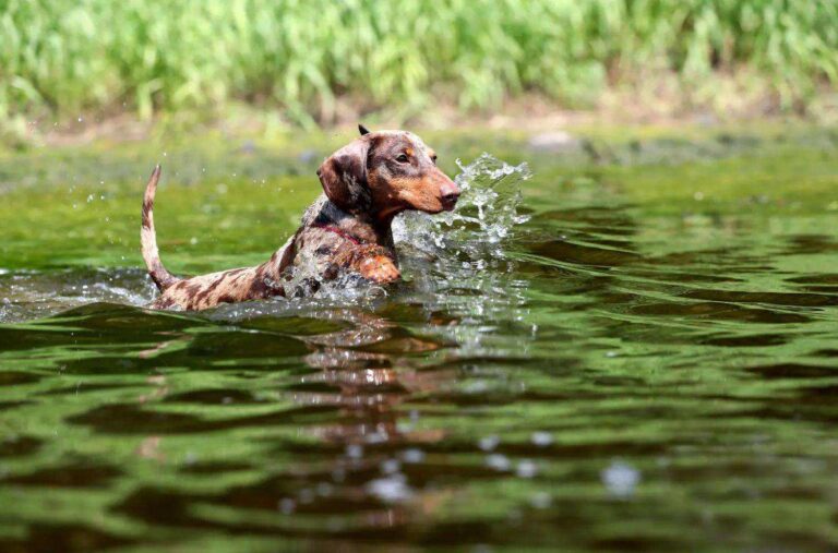 Swimming lessons