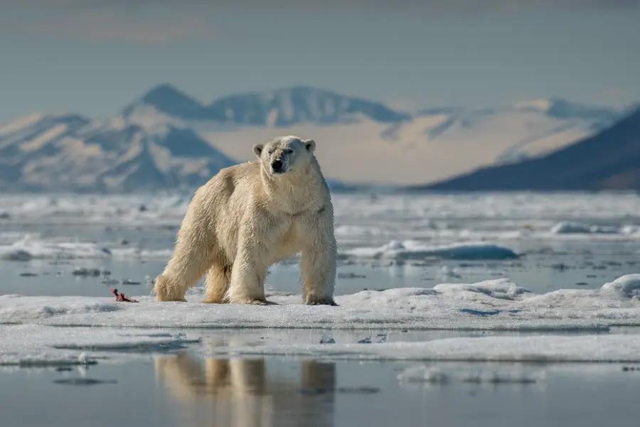 The Arctic