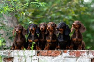 Too many sausages