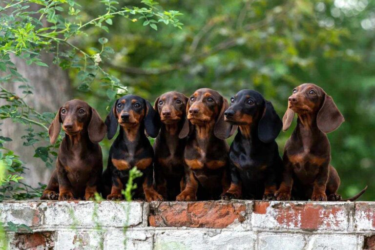 Too many sausages