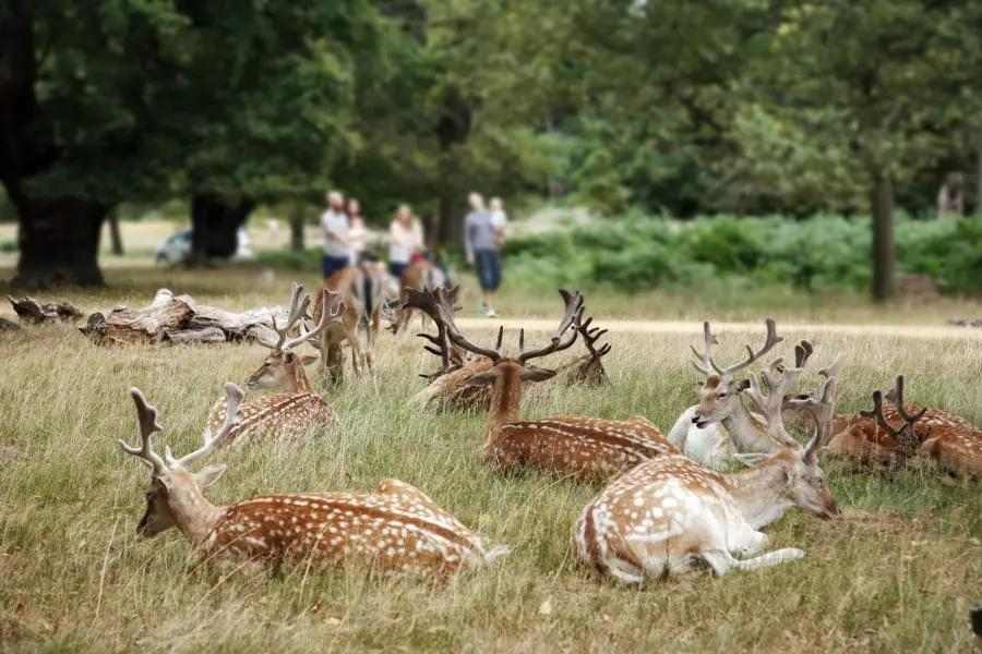 Wander with deer at Richmond Park, England
