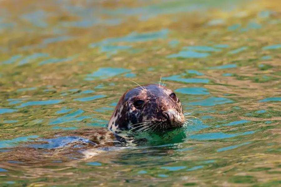 Watch out for marine mammals along the St Davids Peninsula walk, Wales