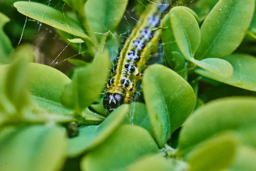 What are box tree caterpillars