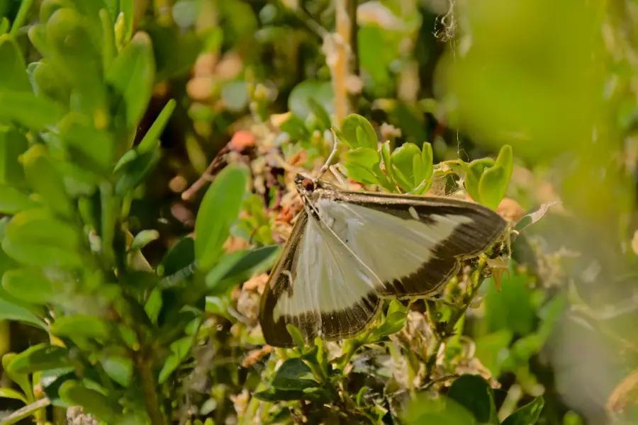 Where did box tree caterpillars come from