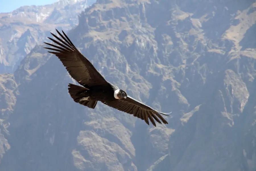 Witness Colca Canyon’s soaring condors