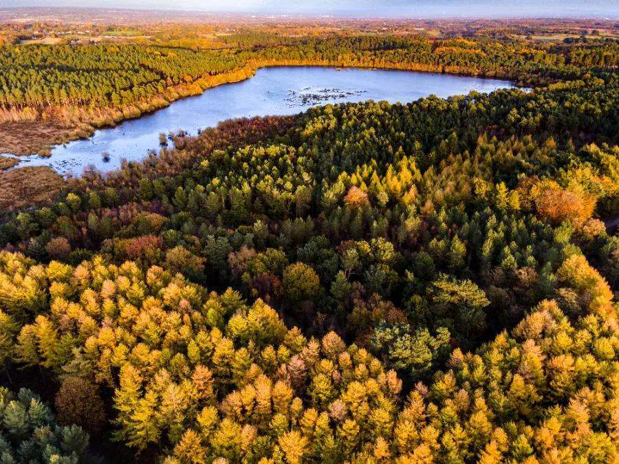 Delamere Forest, Cheshire