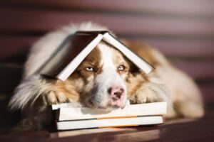 Even Dogs Who Cannot Read Love this Poem 