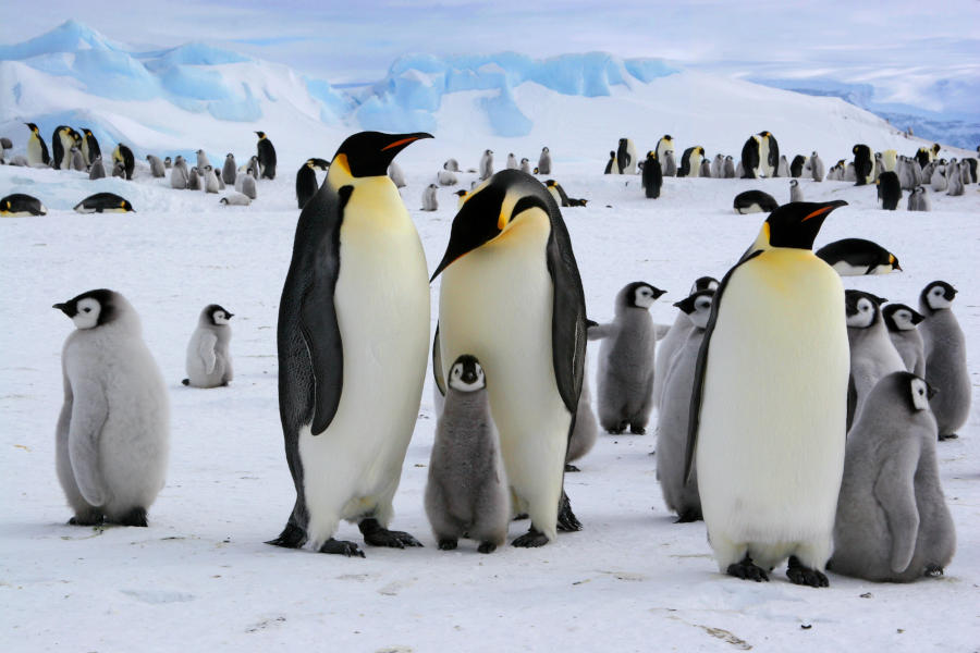 Experience the frozen beauty of the Antarctic