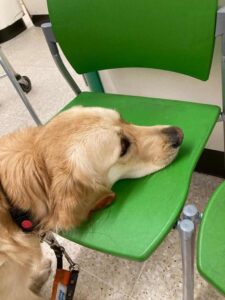 Guide dogs need to master 37 key behaviours before they can qualify 