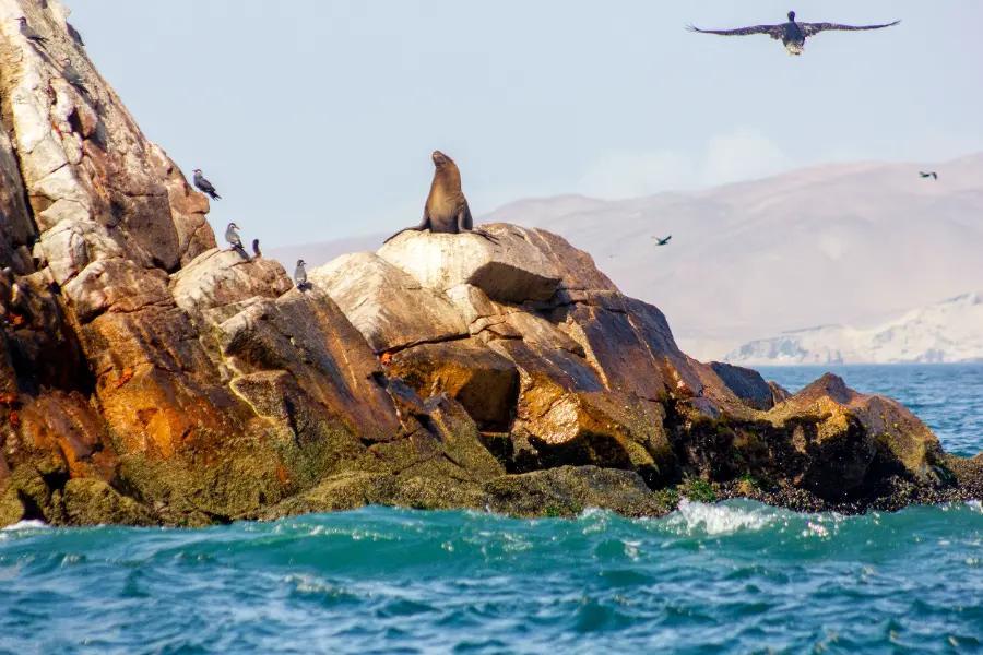 Sail to ‘the Peruvian Galápagos Islands’