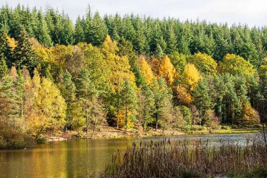 The Forest of Dean and Wye Valley