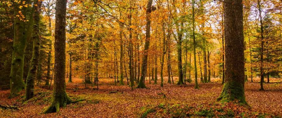 The New Forest, Hampshire