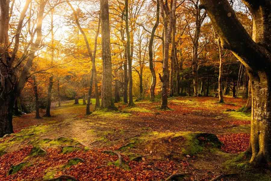 Tollymore Forest Park, County Down
