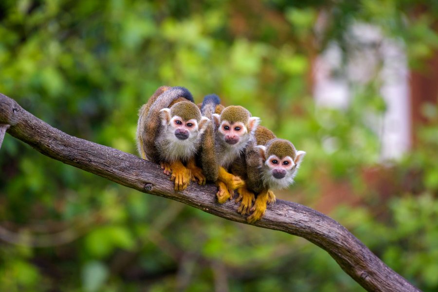 Venture into the Amazon Rainforest