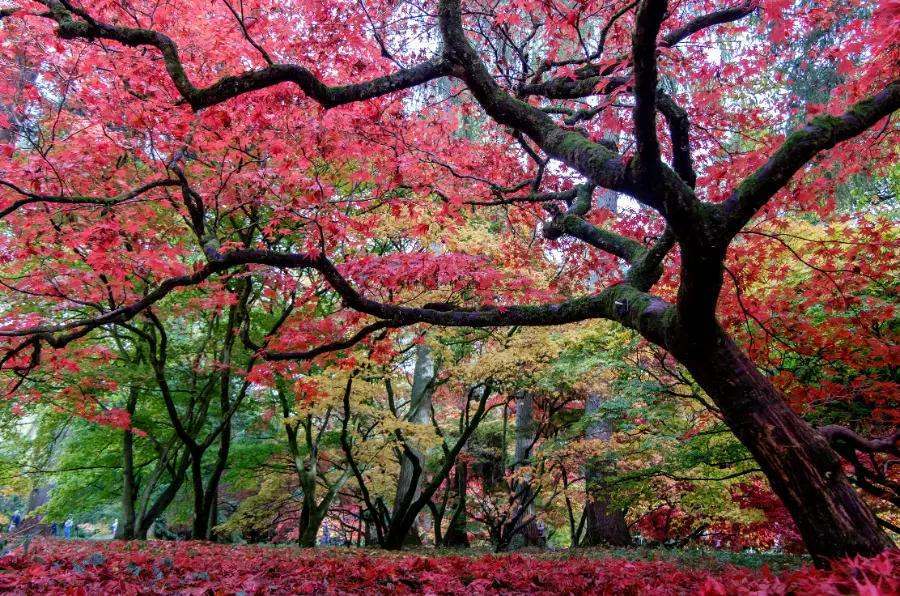 westonbirt arboretum, gloucestershire