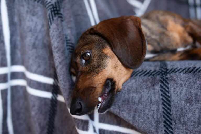 A Dachshund Morning Greeting