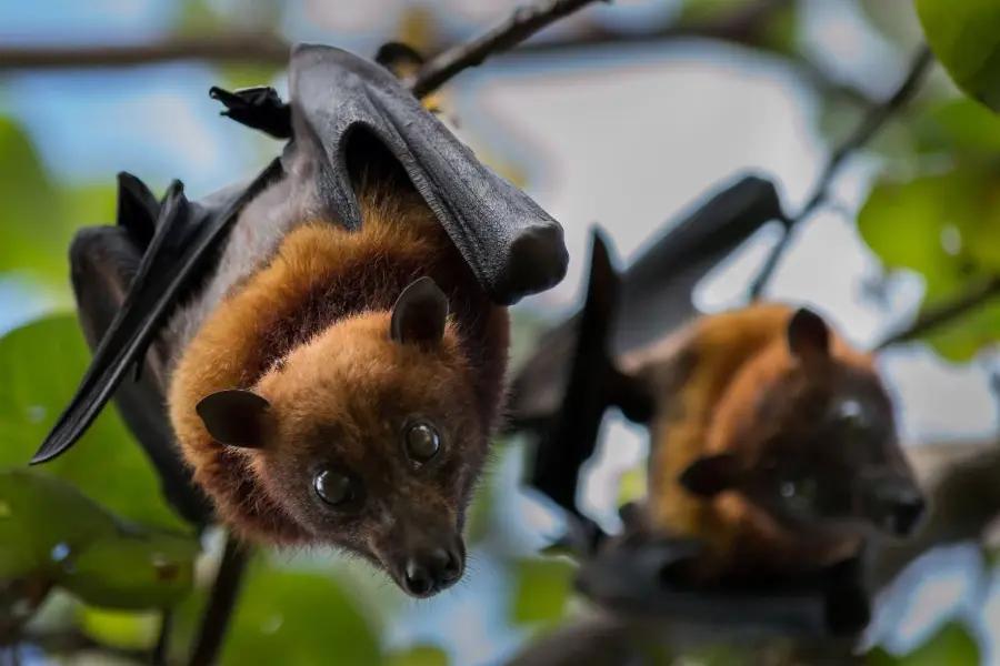 Grenada has more bats than people