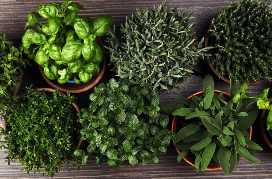 Grow your own herb garden