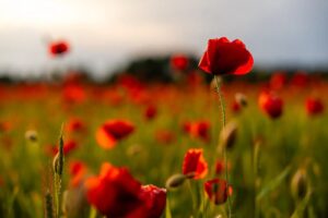 6 meaningful ways to commemorate Remembrance Day