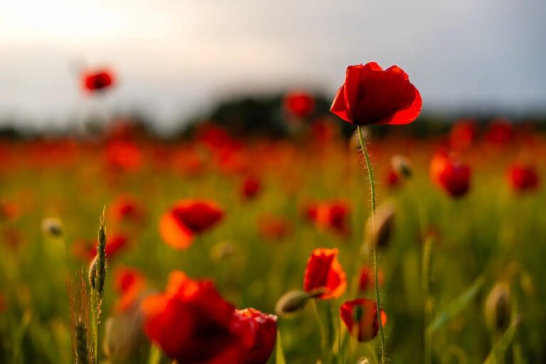 6 meaningful ways to commemorate Remembrance Day