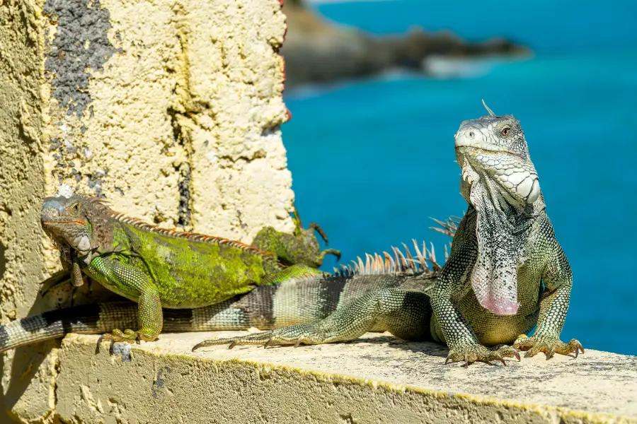 It has the most reptile species in the world