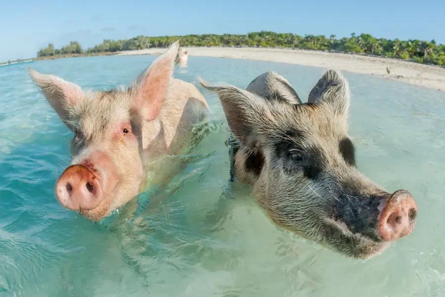 It’s home to the world’s only swimming pigs