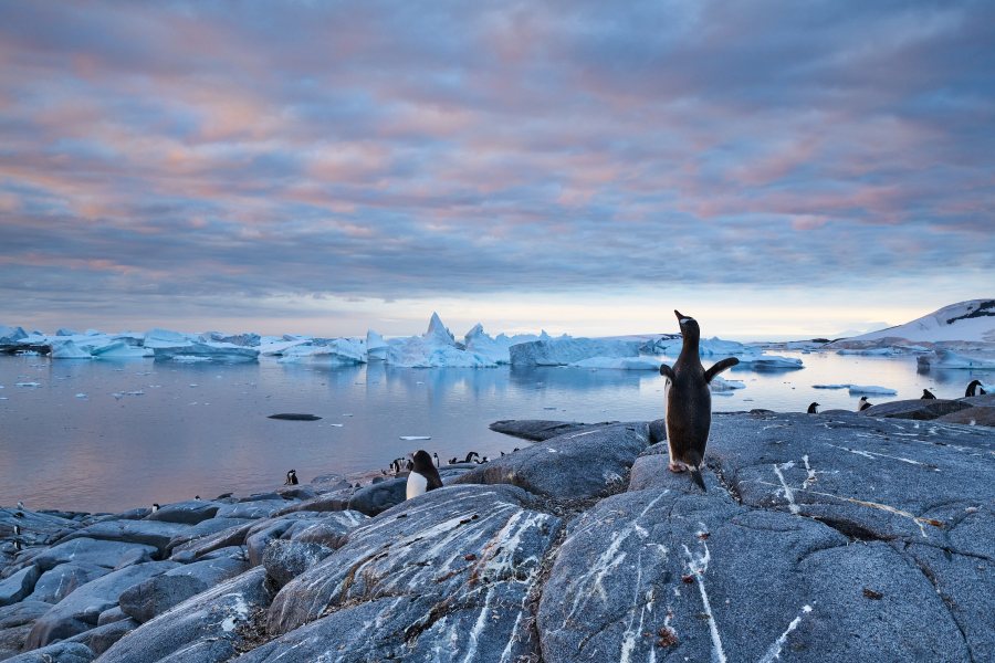 The Antarctic