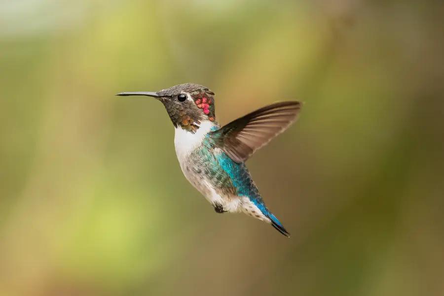 It’s home to the world’s smallest bird