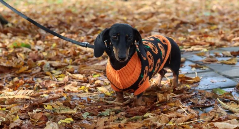 A dog's sixth sense