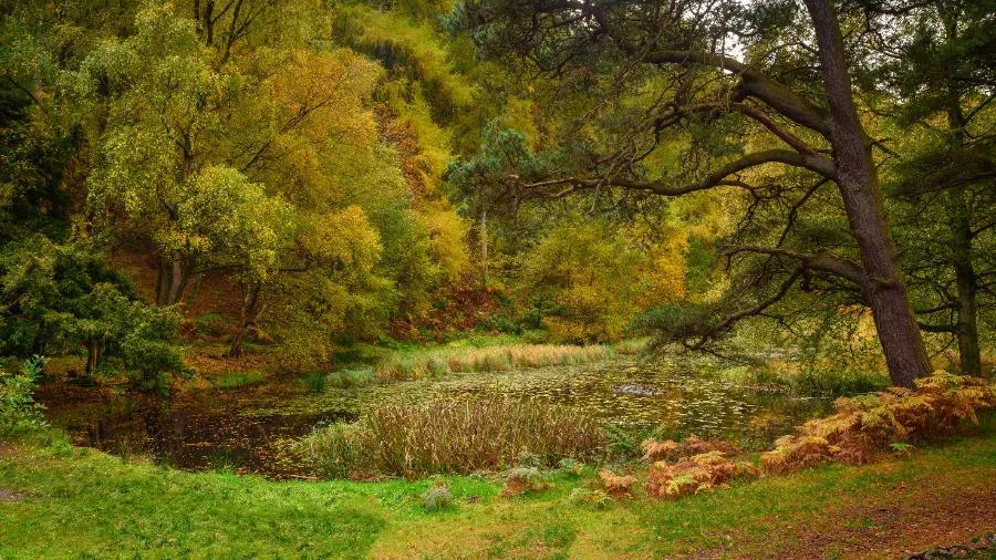 Allen Banks and Staward Gorge, Northumberland